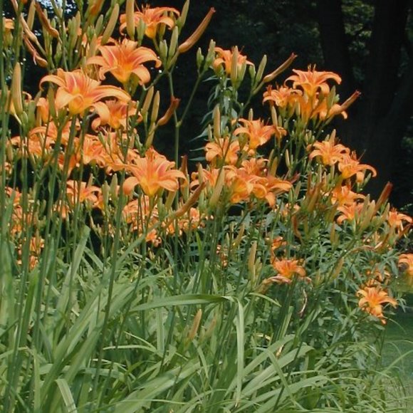 30 Freshly dug when ordered,  Heirloom day lilly plants..30  bulbs. - Picture 4 of 8